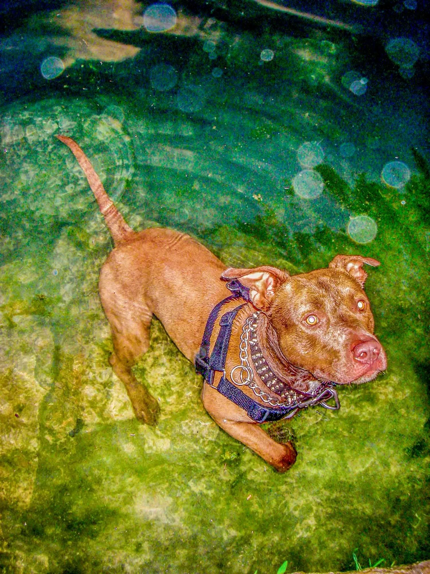 Wet Dog № 71
