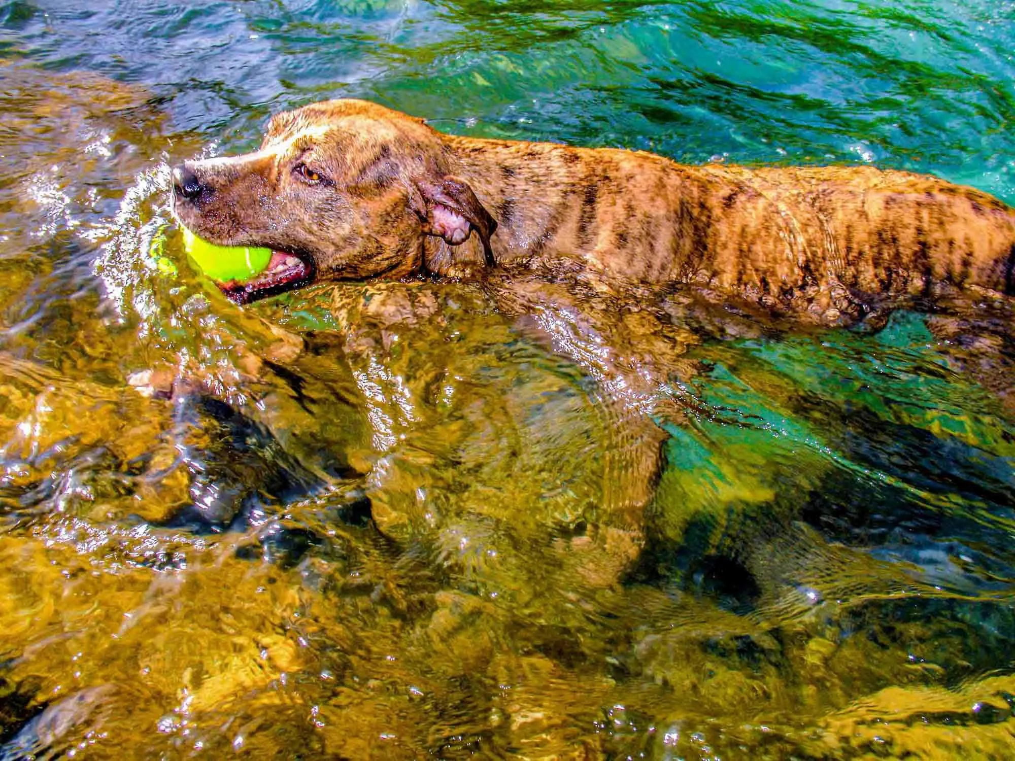 Wet Dog № 70
