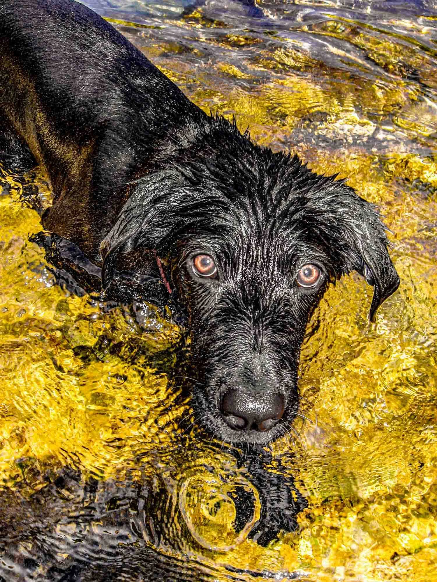 Wet Dog № 210