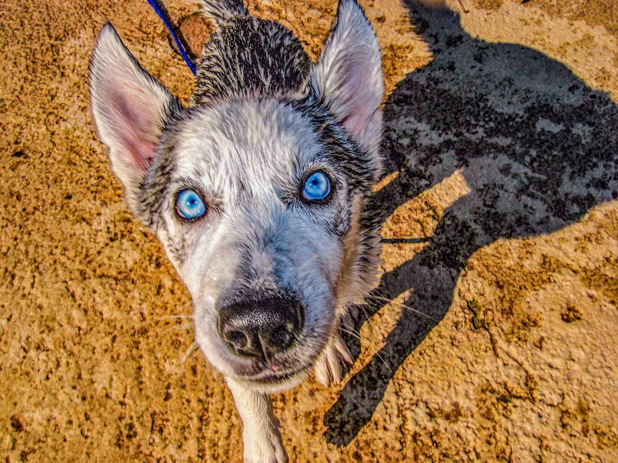 Wet Dog № 185