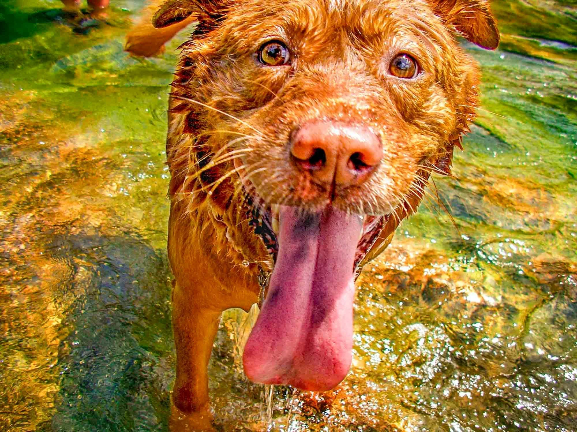 Wet Dog № 211