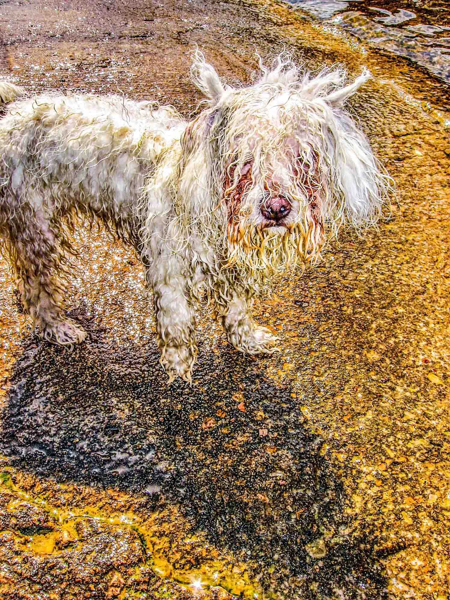 Wet Dog № 221