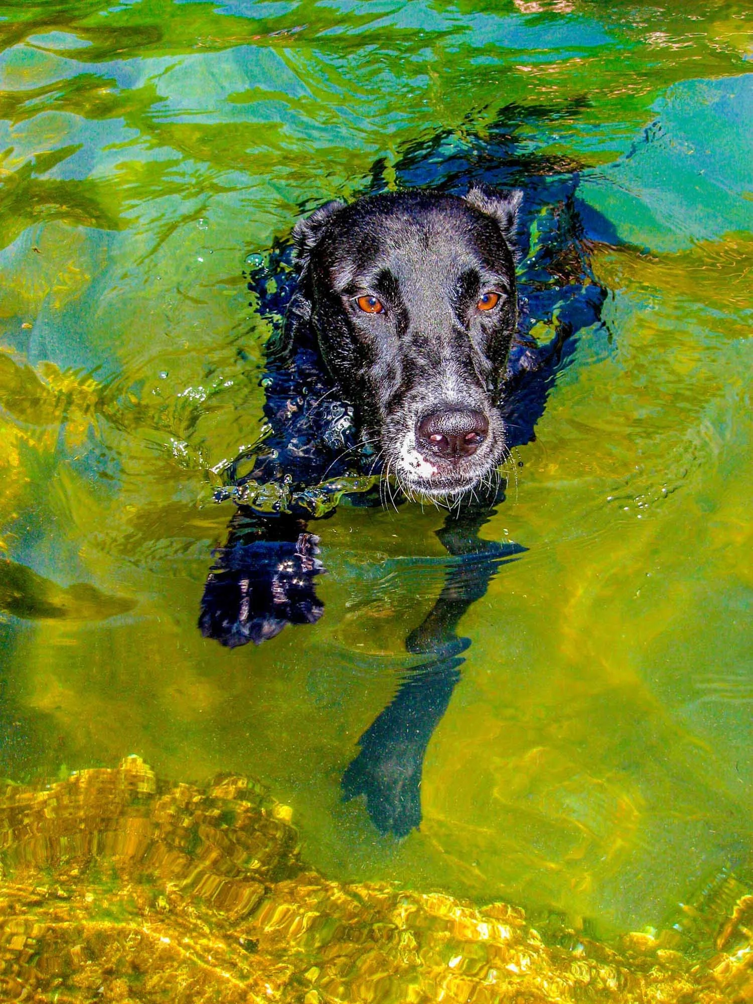 Wet Dog № 291