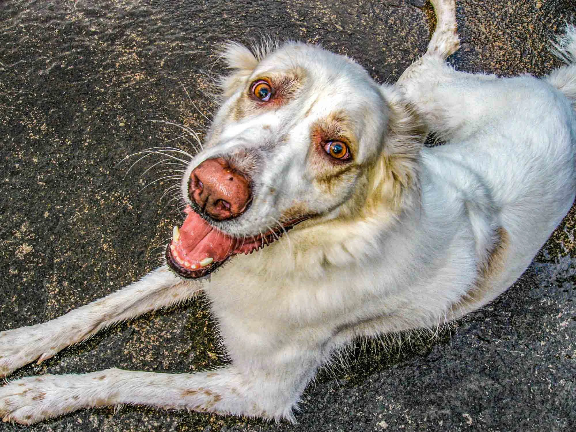 Wet Dog № 409