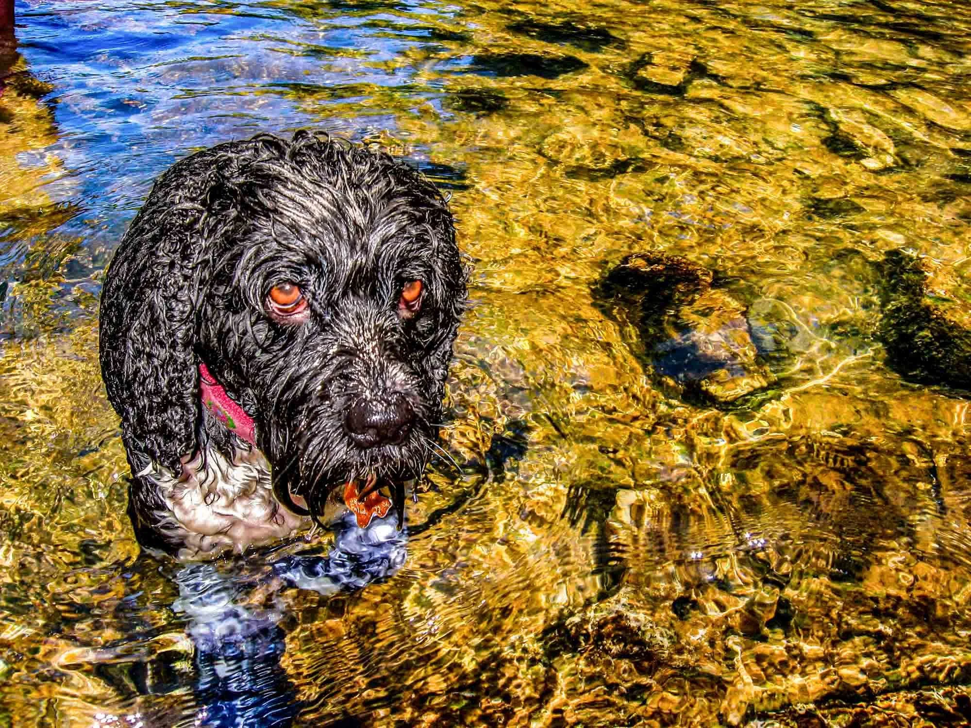 Wet Dog № 298