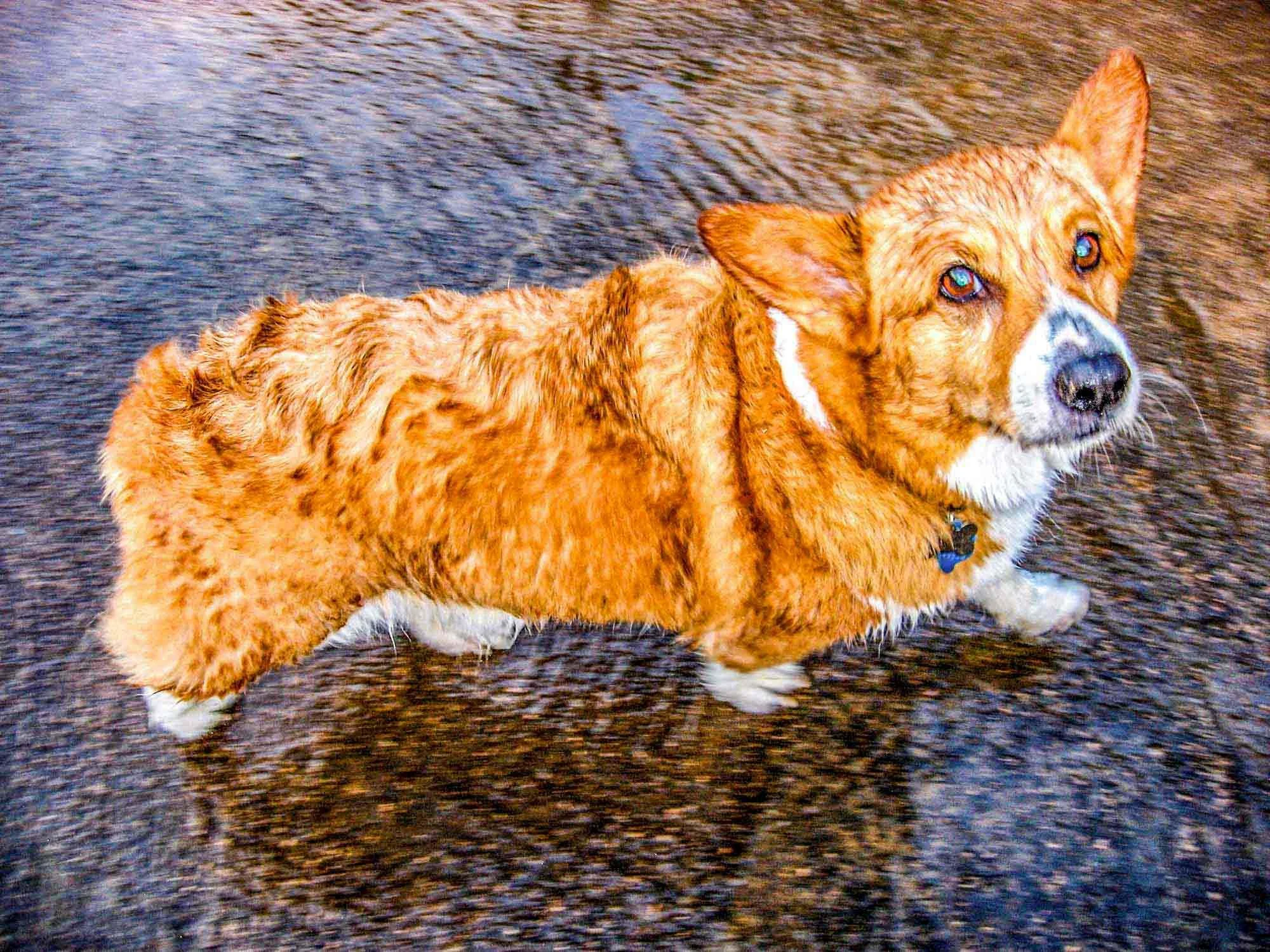 Wet Dog № 410