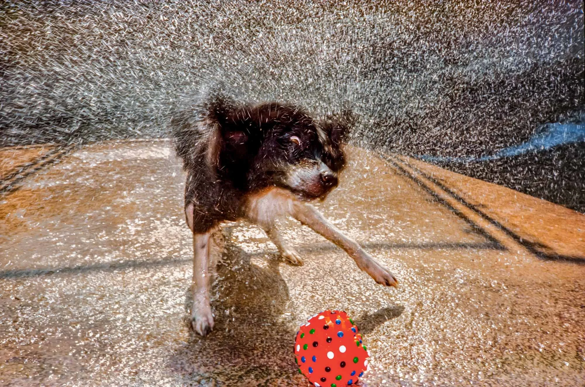 Wet Dog № 579