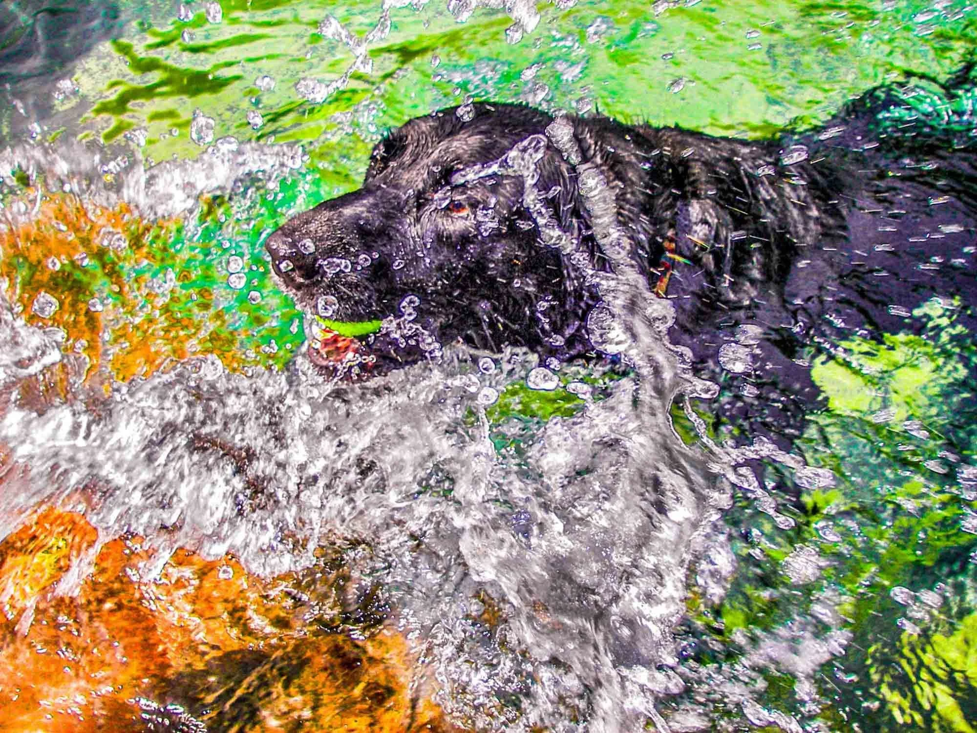 Wet Dog № 698