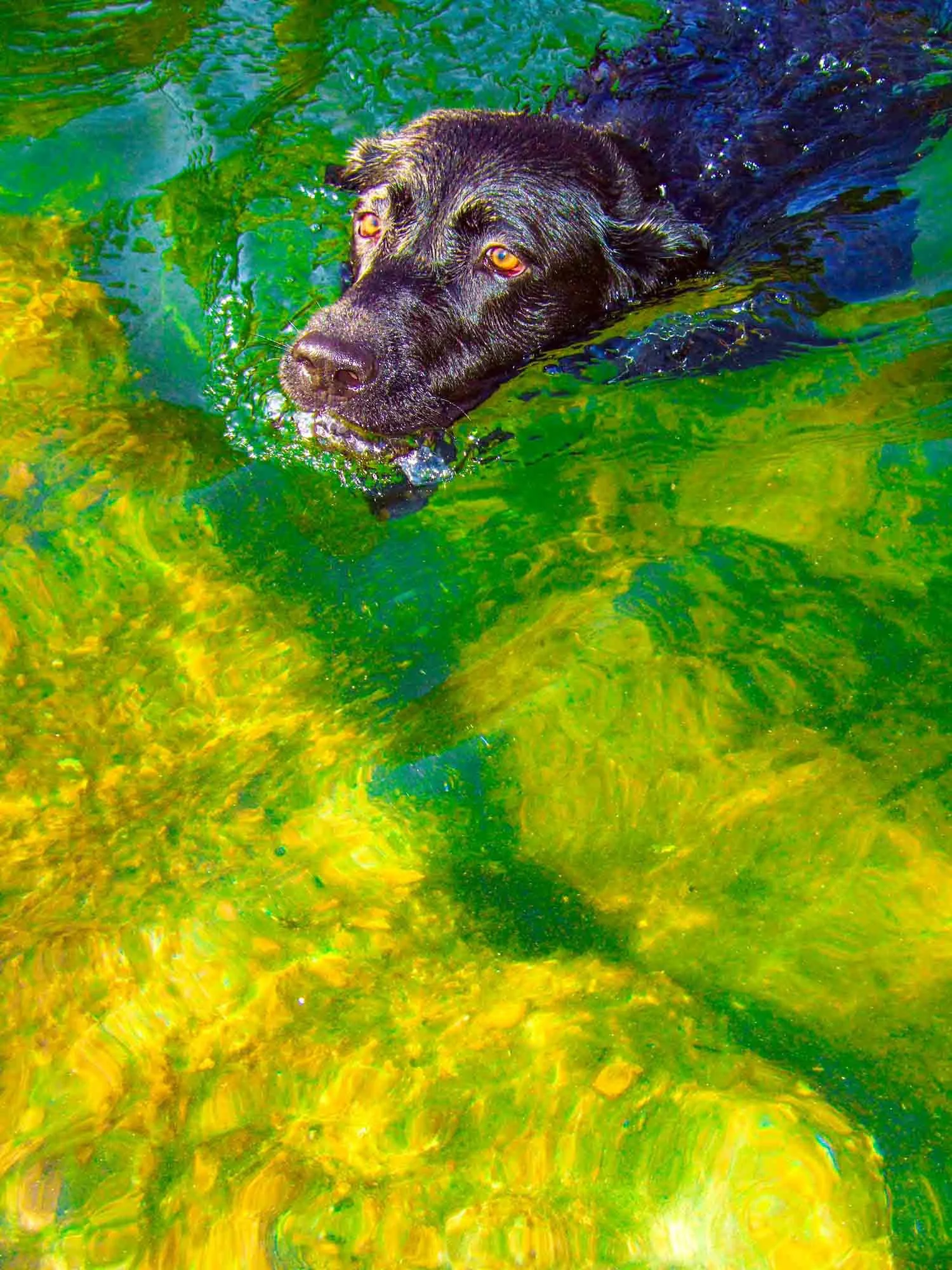 Wet Dog № 703