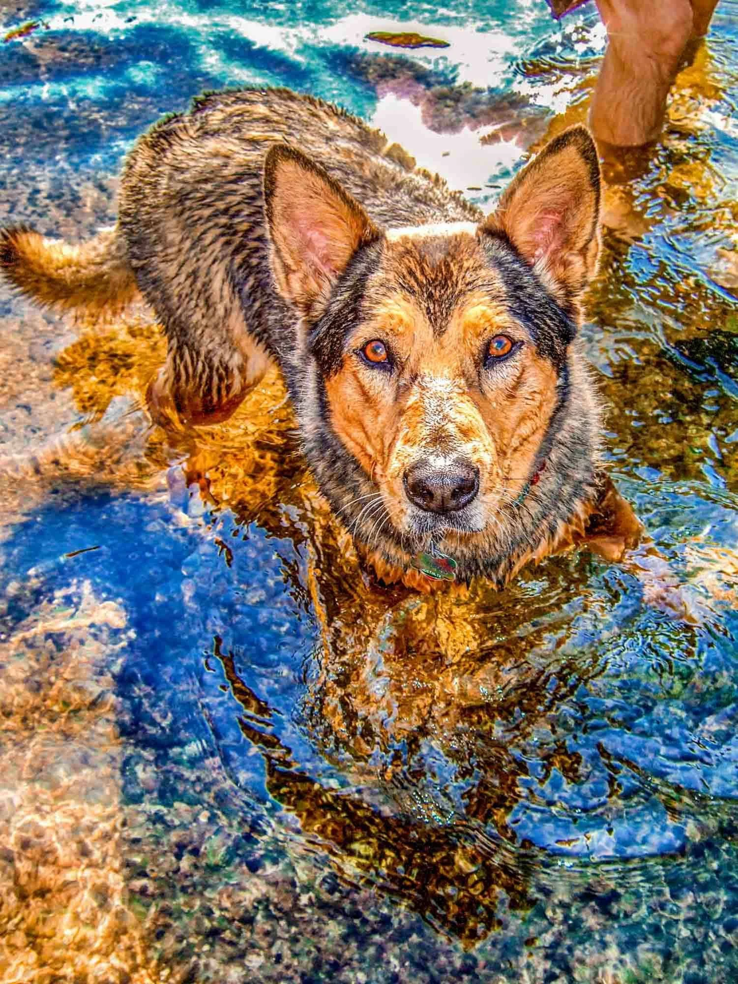 Wet Dog № 718