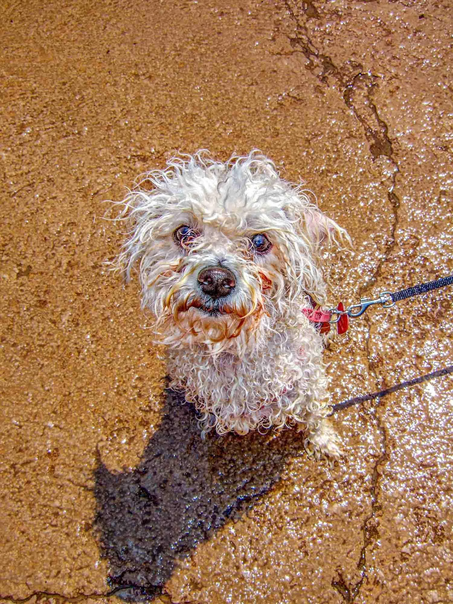 Wet Dog № 777