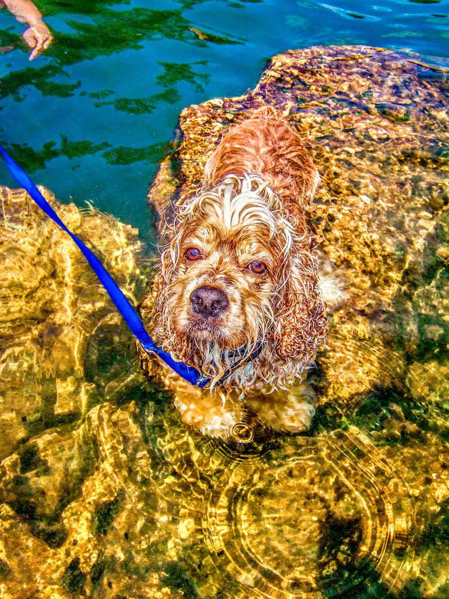Wet Dog № 790
