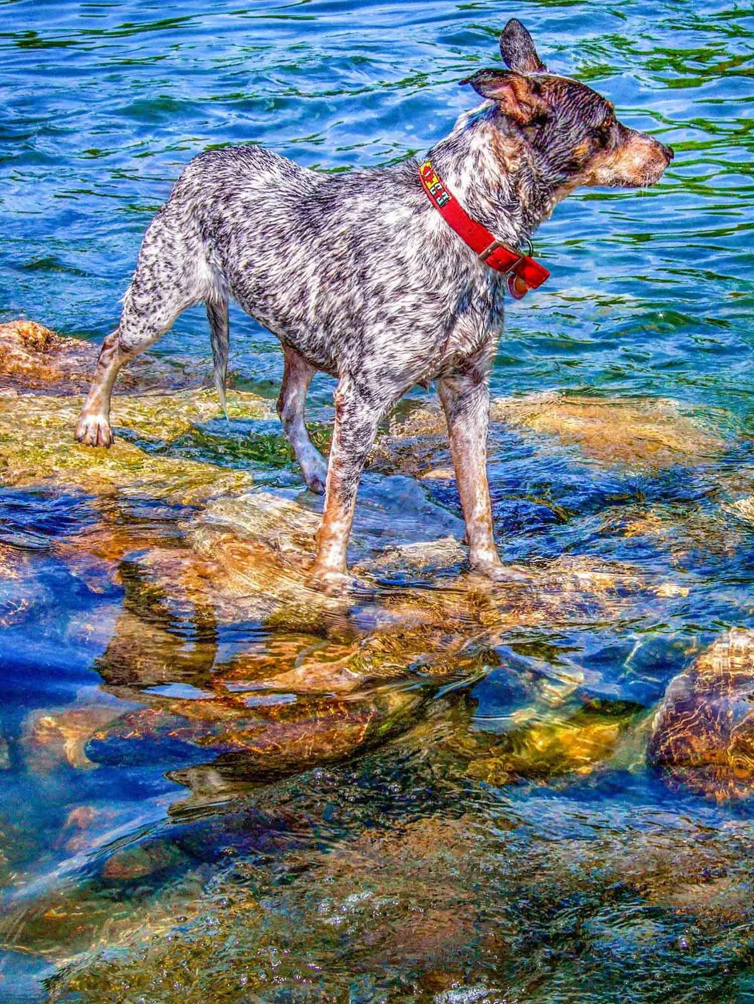 Wet Dog № 810