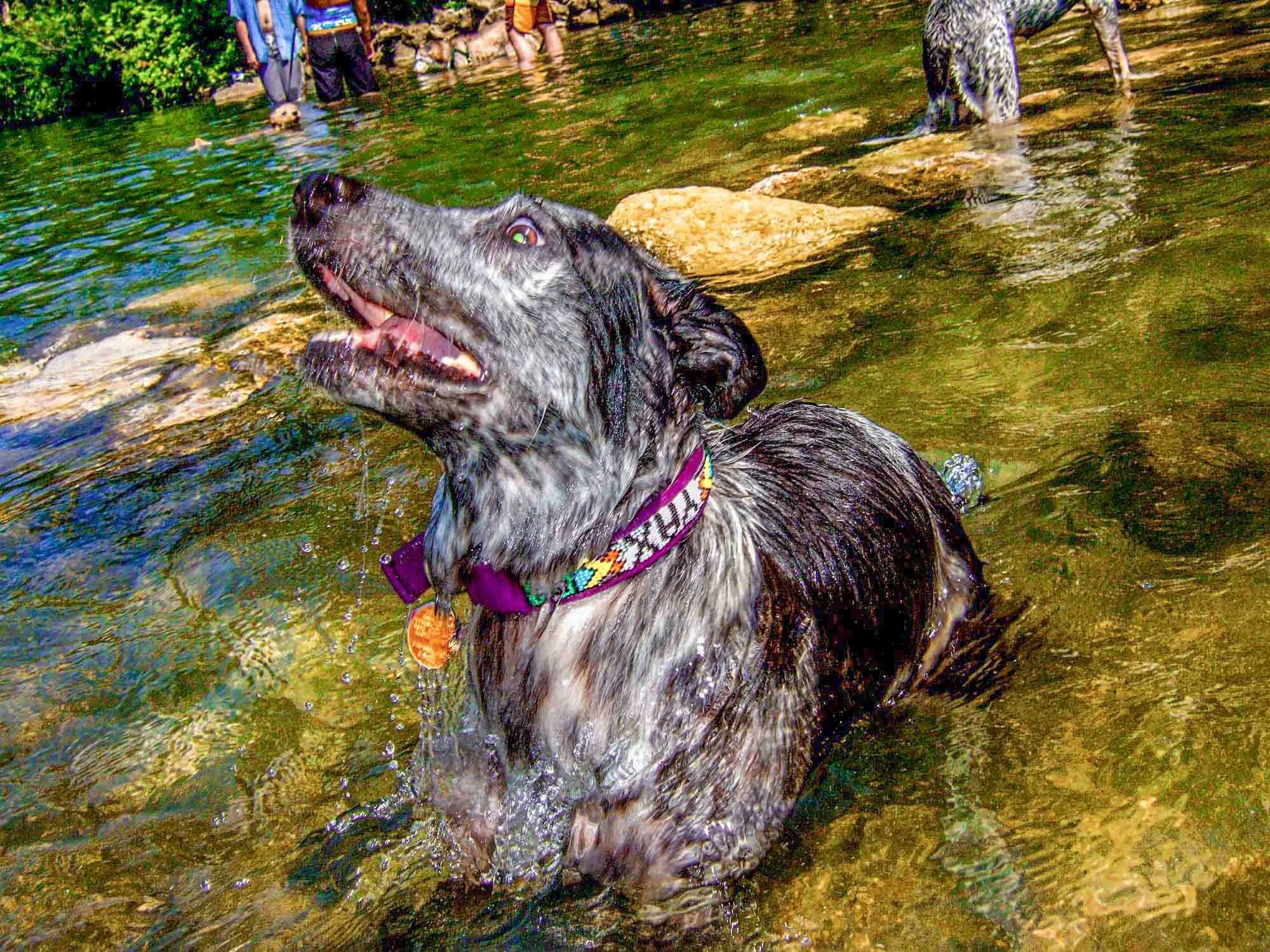 Wet Dog № 806