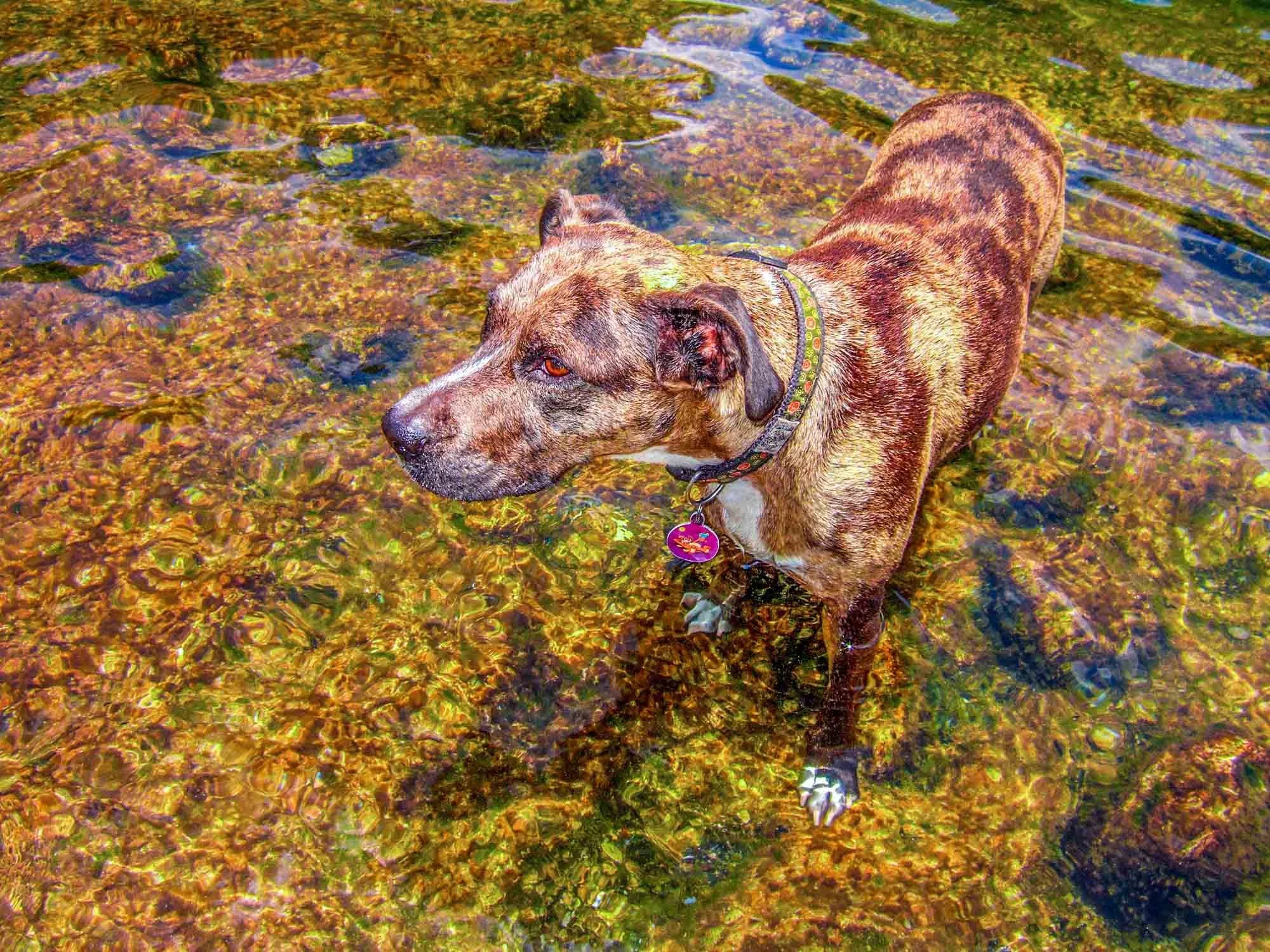 Wet Dog № 1250