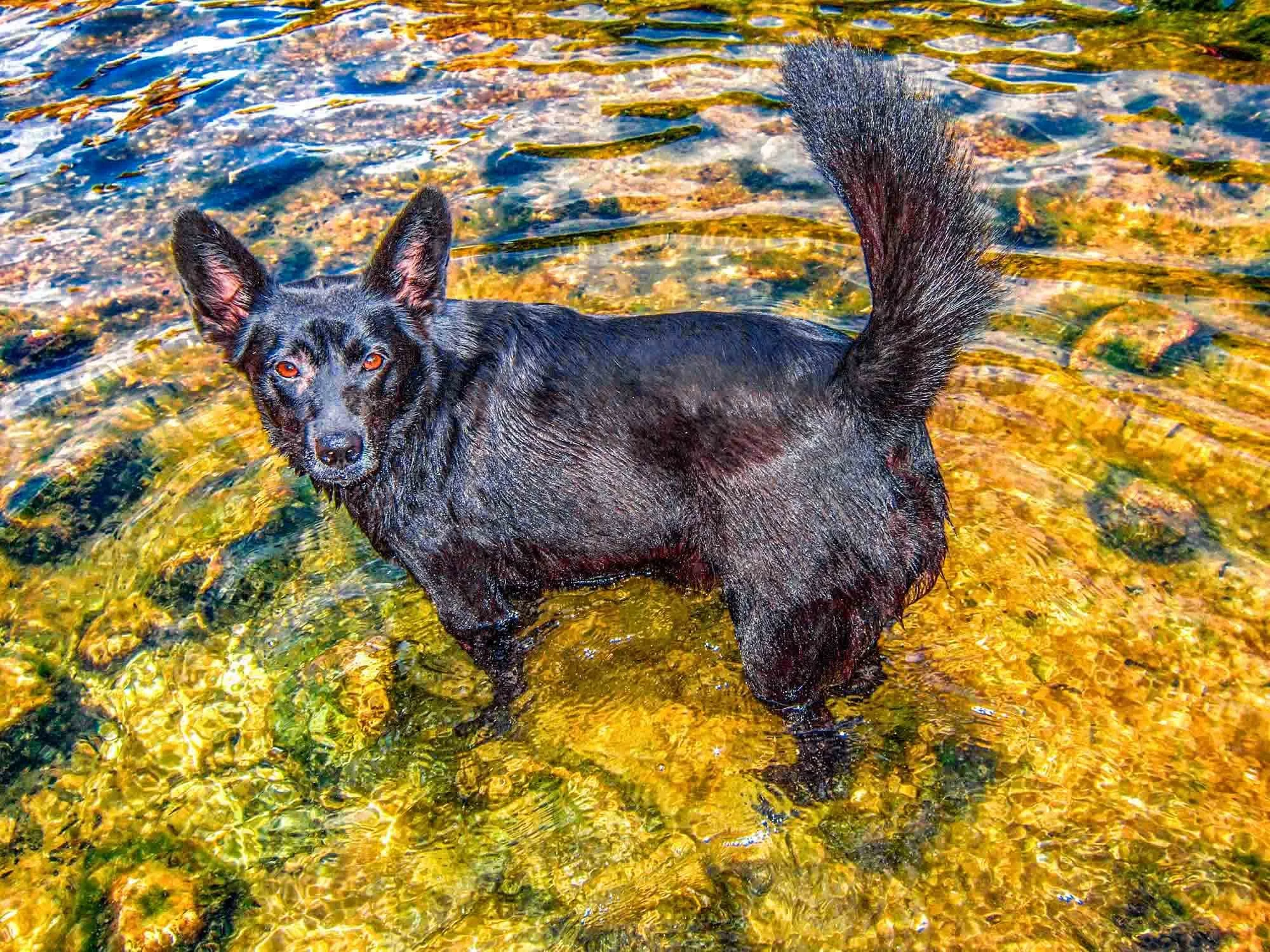 Wet Dog № 1256