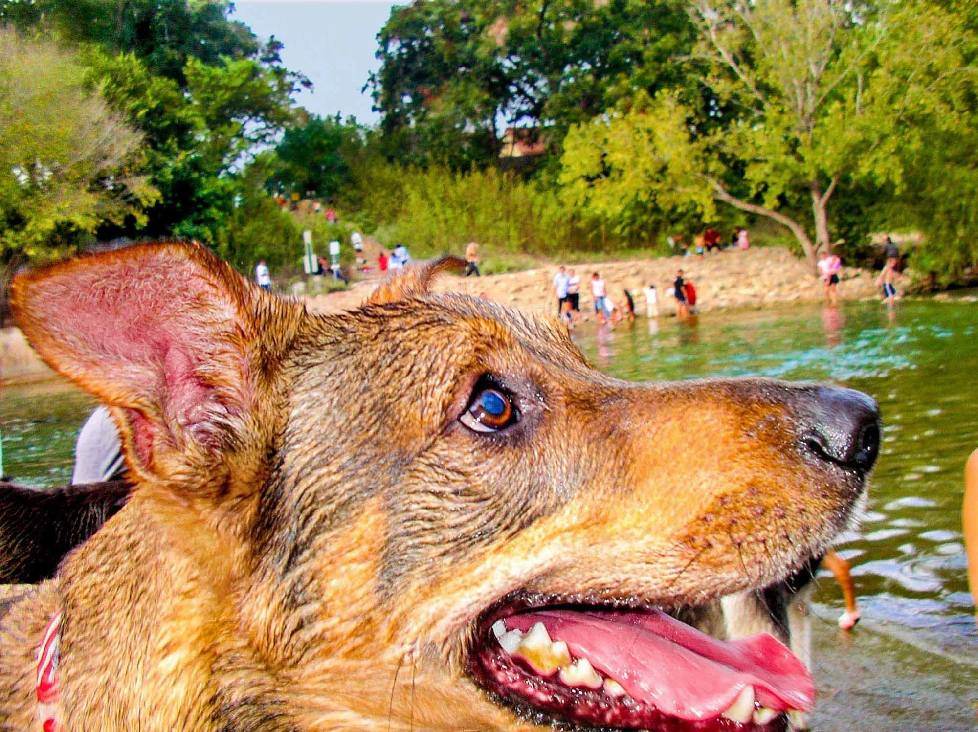 Wet Dog № 1431