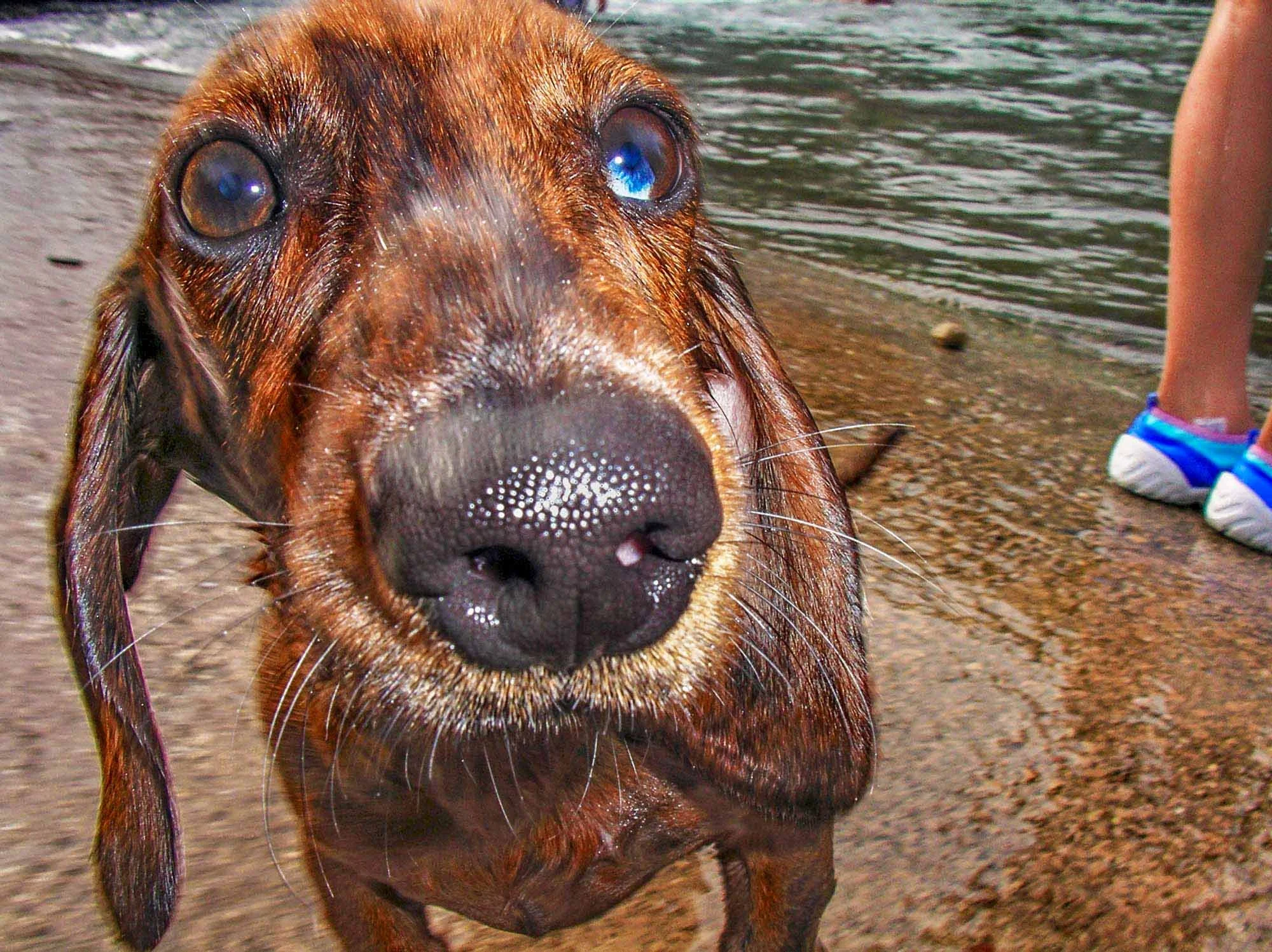 Wet Dog № 1433