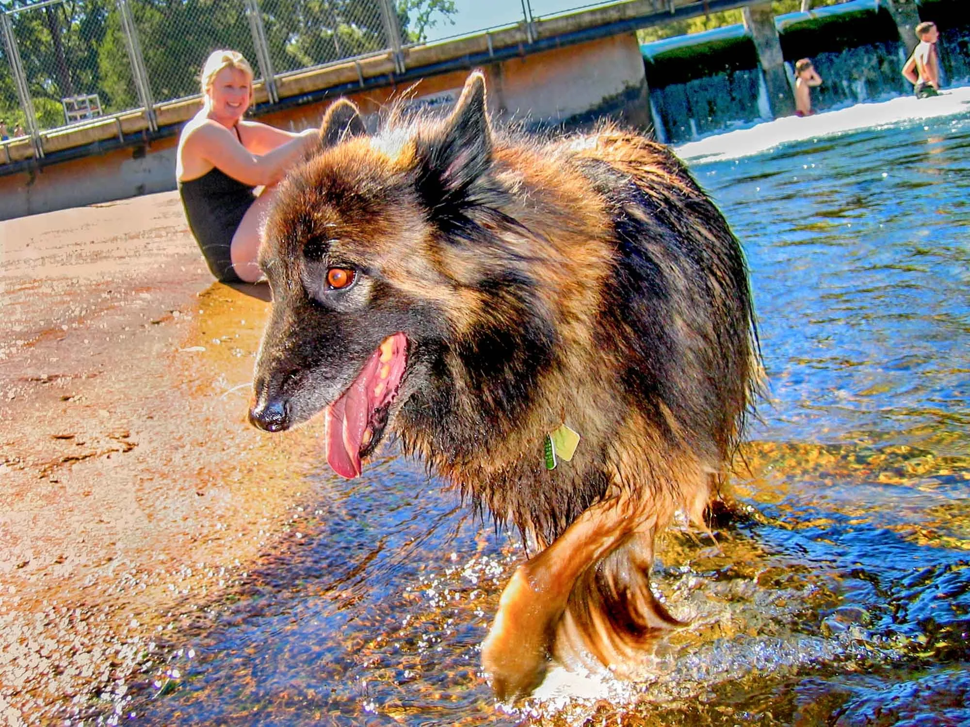 Wet Dog № 2033