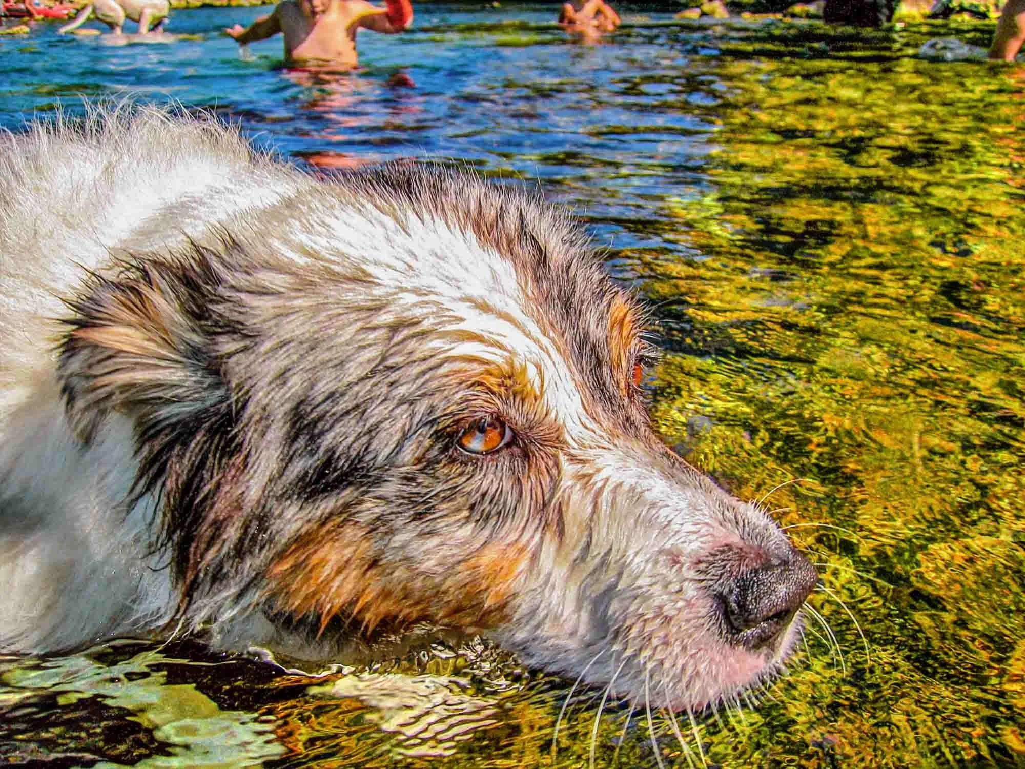 Wet Dog № 2035