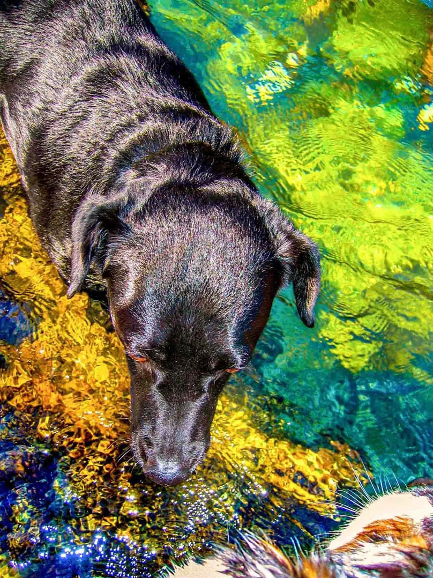 Wet Dog № 2039