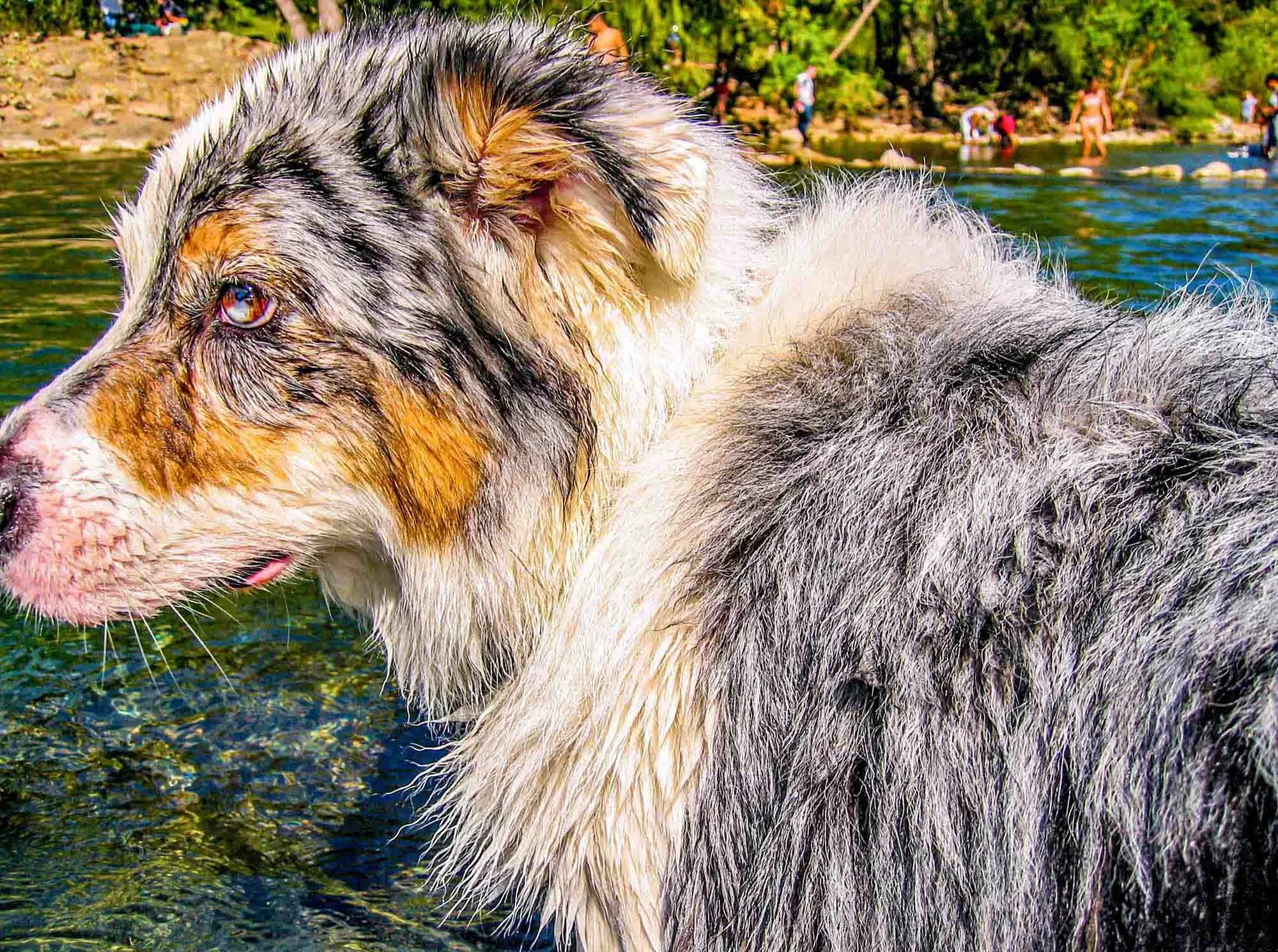 Wet Dog № 2041