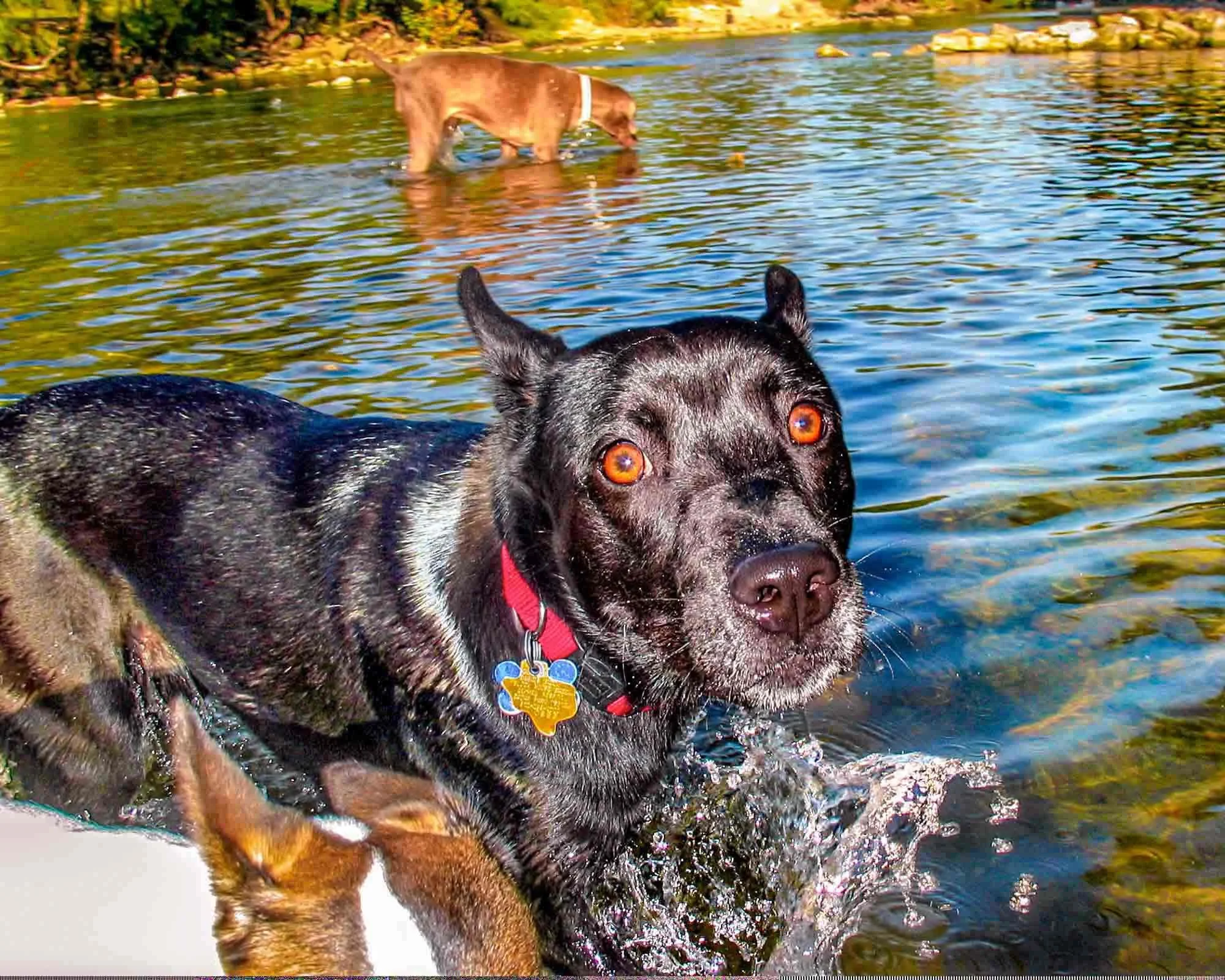 Wet Dog № 2424