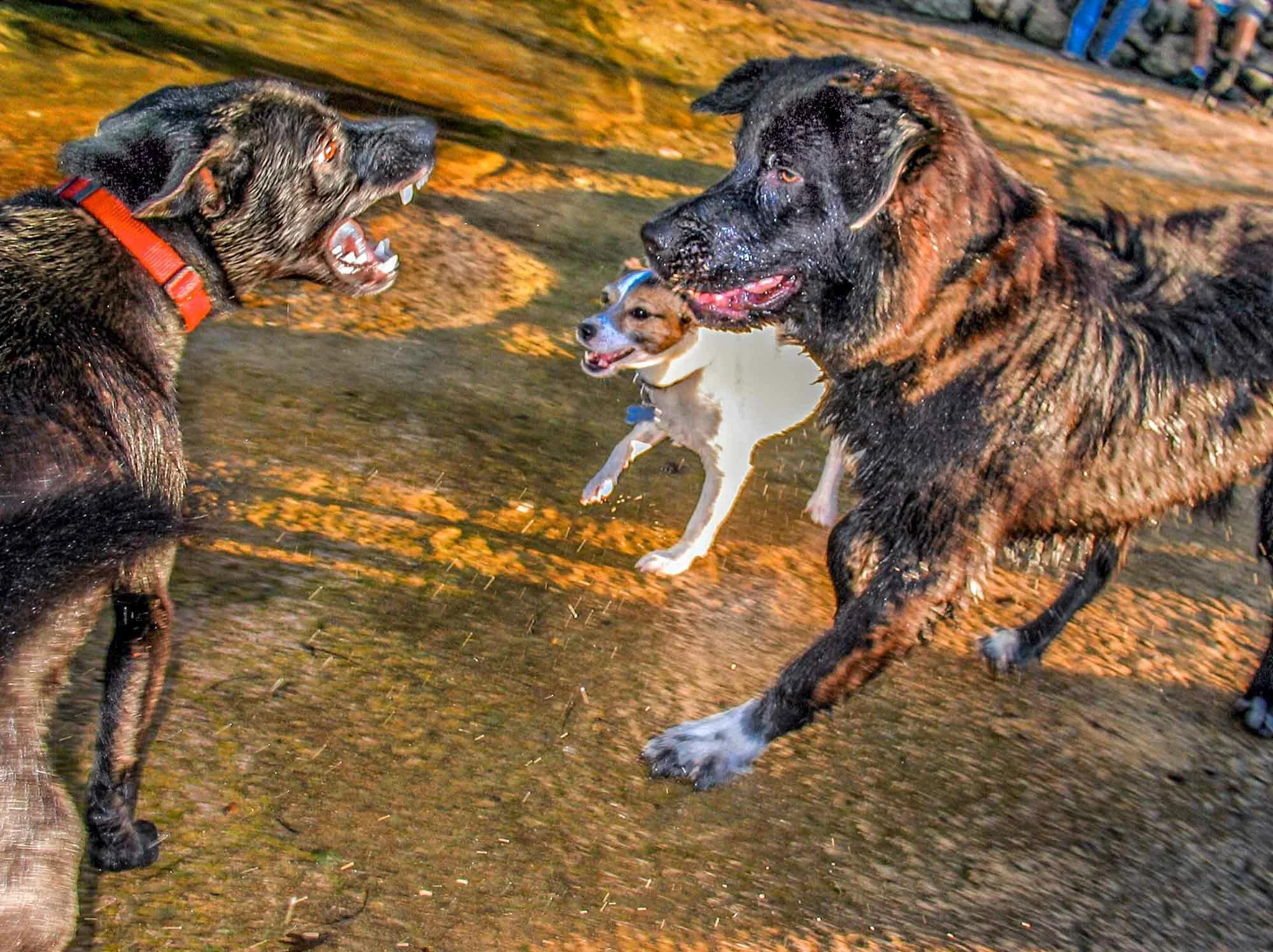 Wet Dog № 2490