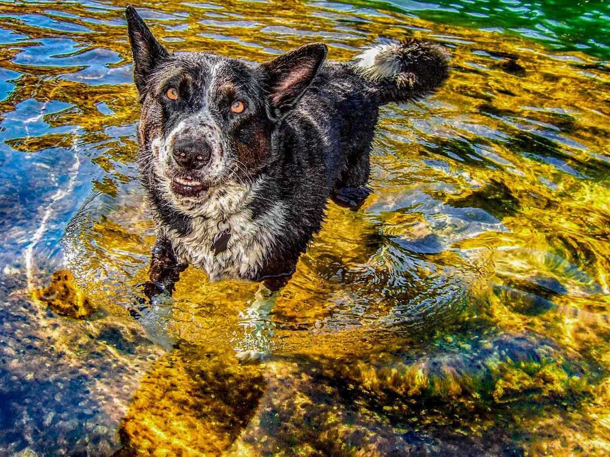 30 Wet Dogs / Fontaine Watercolors Open House