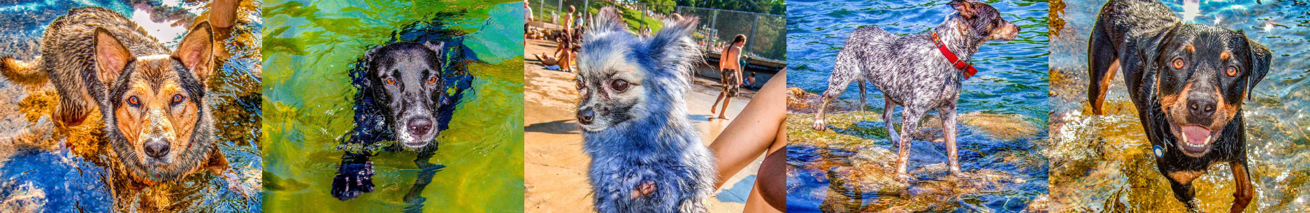 30 Wet Dogs banner.png