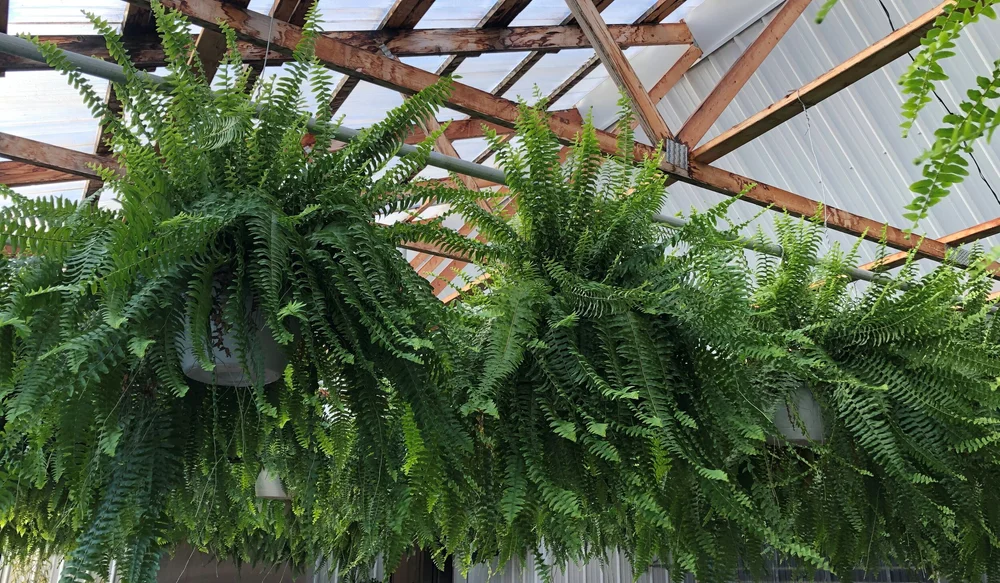 Hours — Cannon's Greenhouse