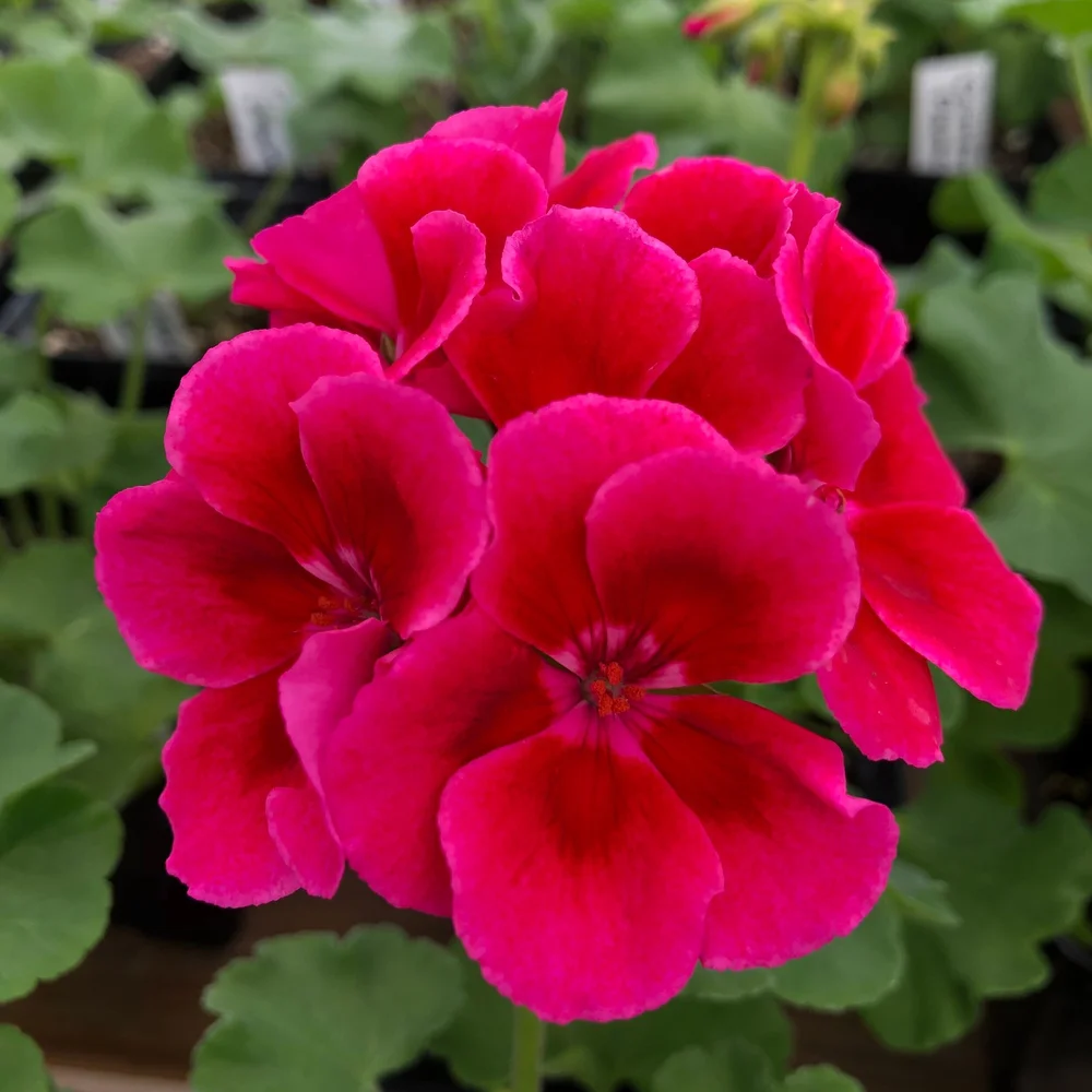 Geraniums — Cannon's Greenhouse