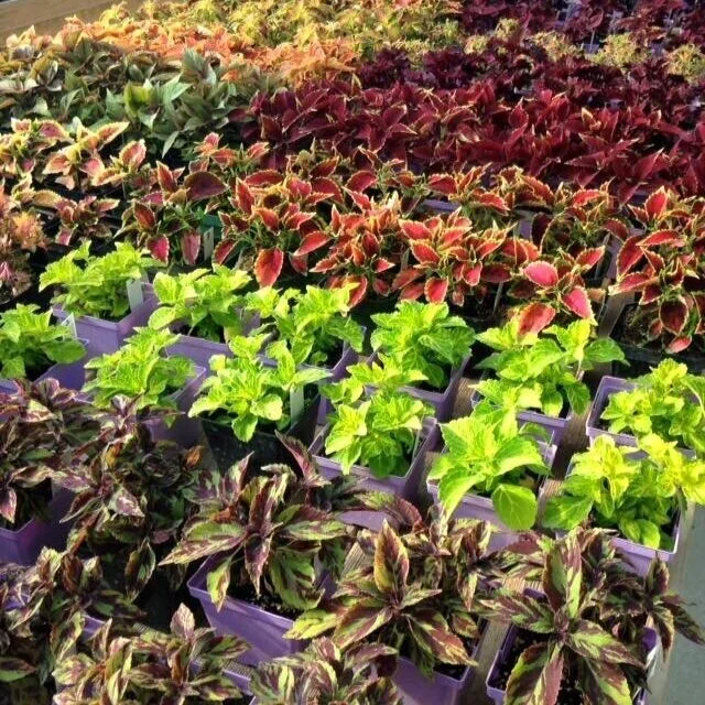 Coleus — Cannon's Greenhouse