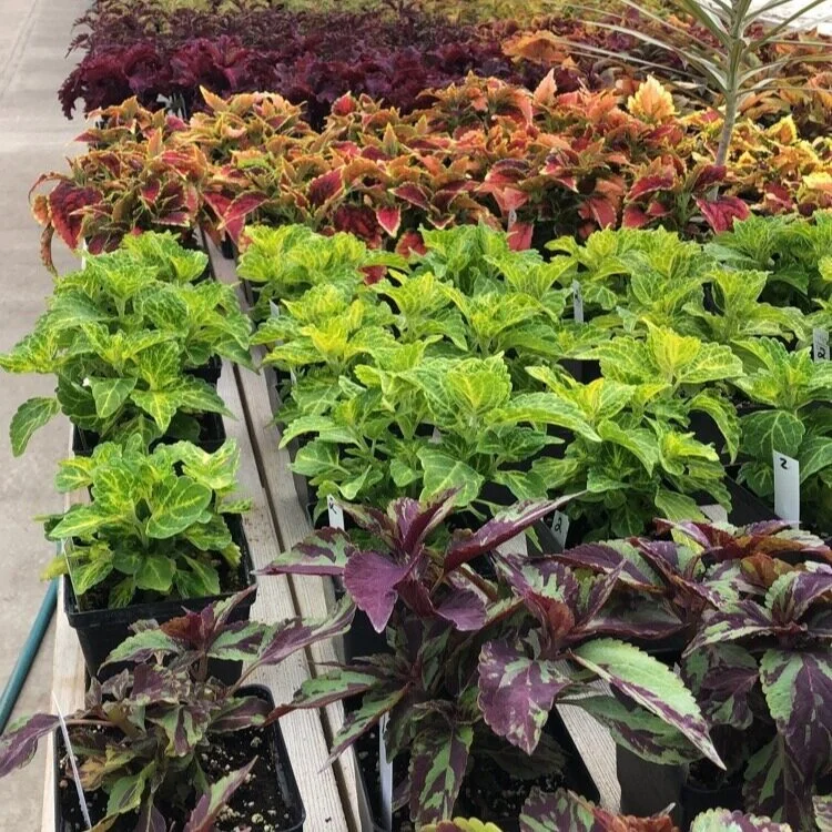 Coleus — Cannon's Greenhouse