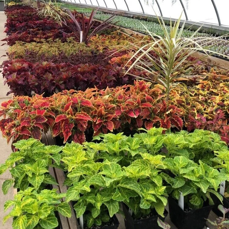 Coleus — Cannon's Greenhouse