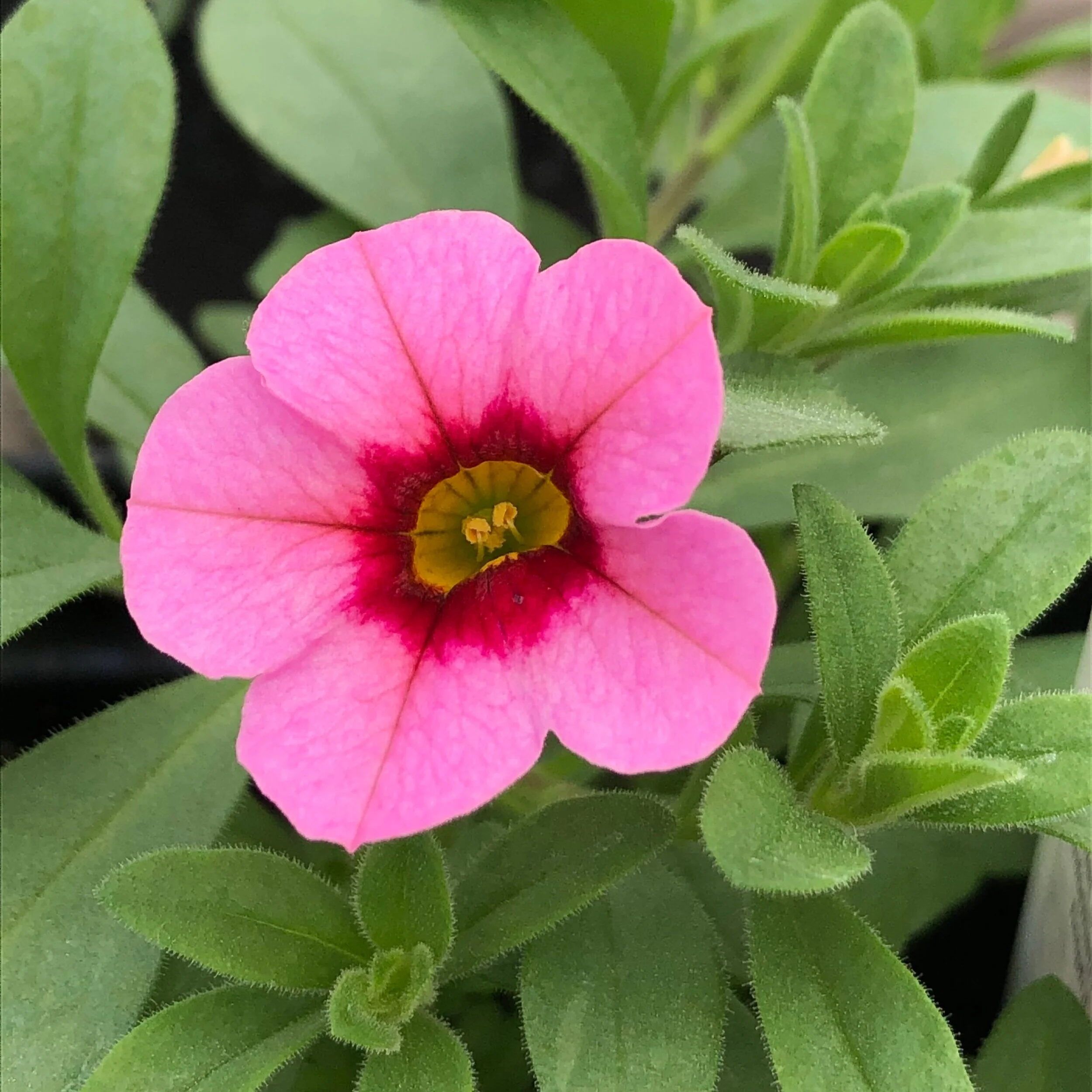 Calibrachoa — Cannon's Greenhouse