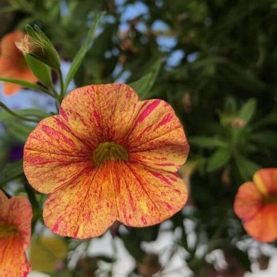 Calibrachoa — Cannon's Greenhouse