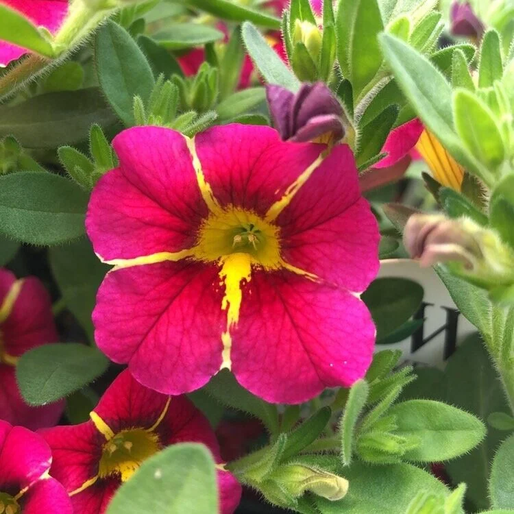 Calibrachoa — Cannon's Greenhouse