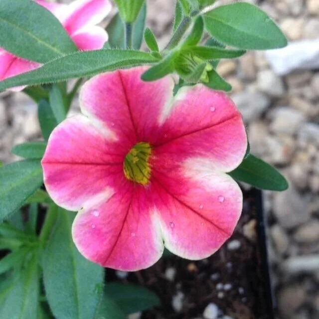 Calibrachoa — Cannon's Greenhouse