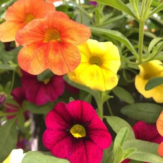 Calibrachoa — Cannon's Greenhouse
