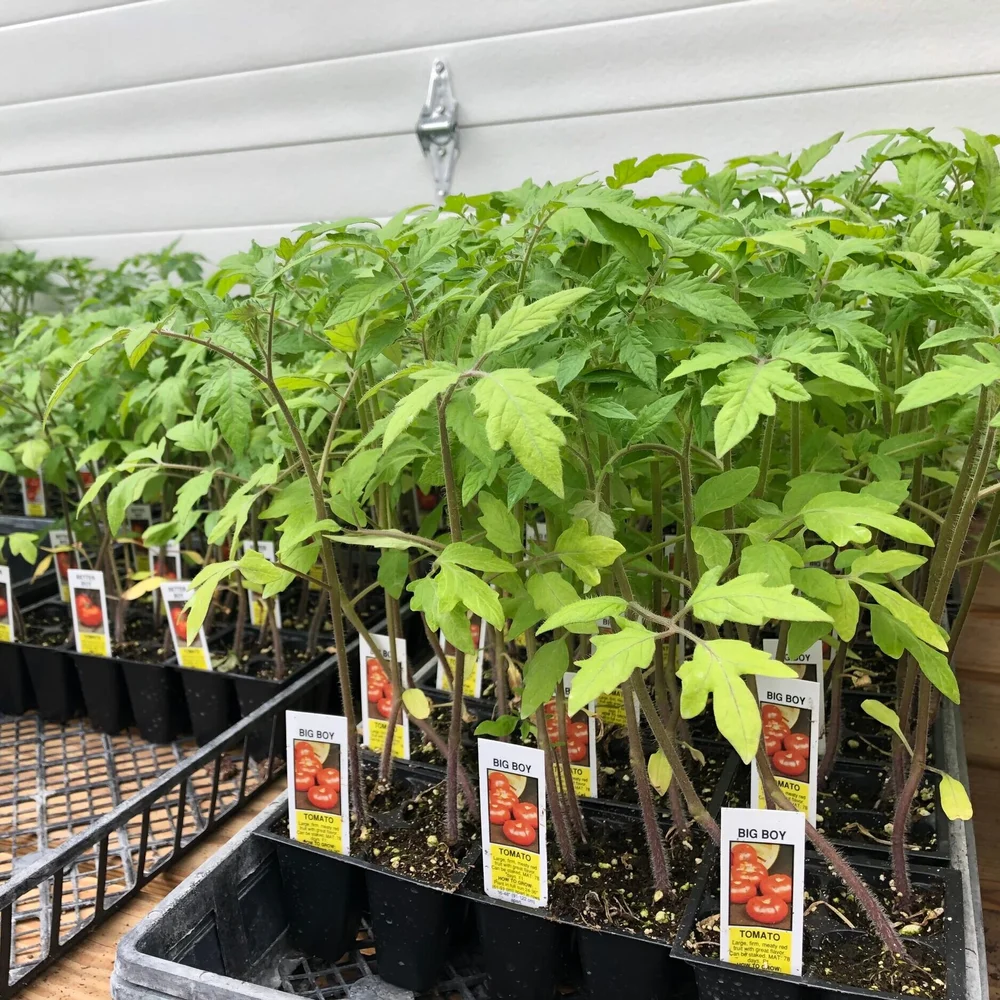 Fruits & Vegetables — Cannon's Greenhouse