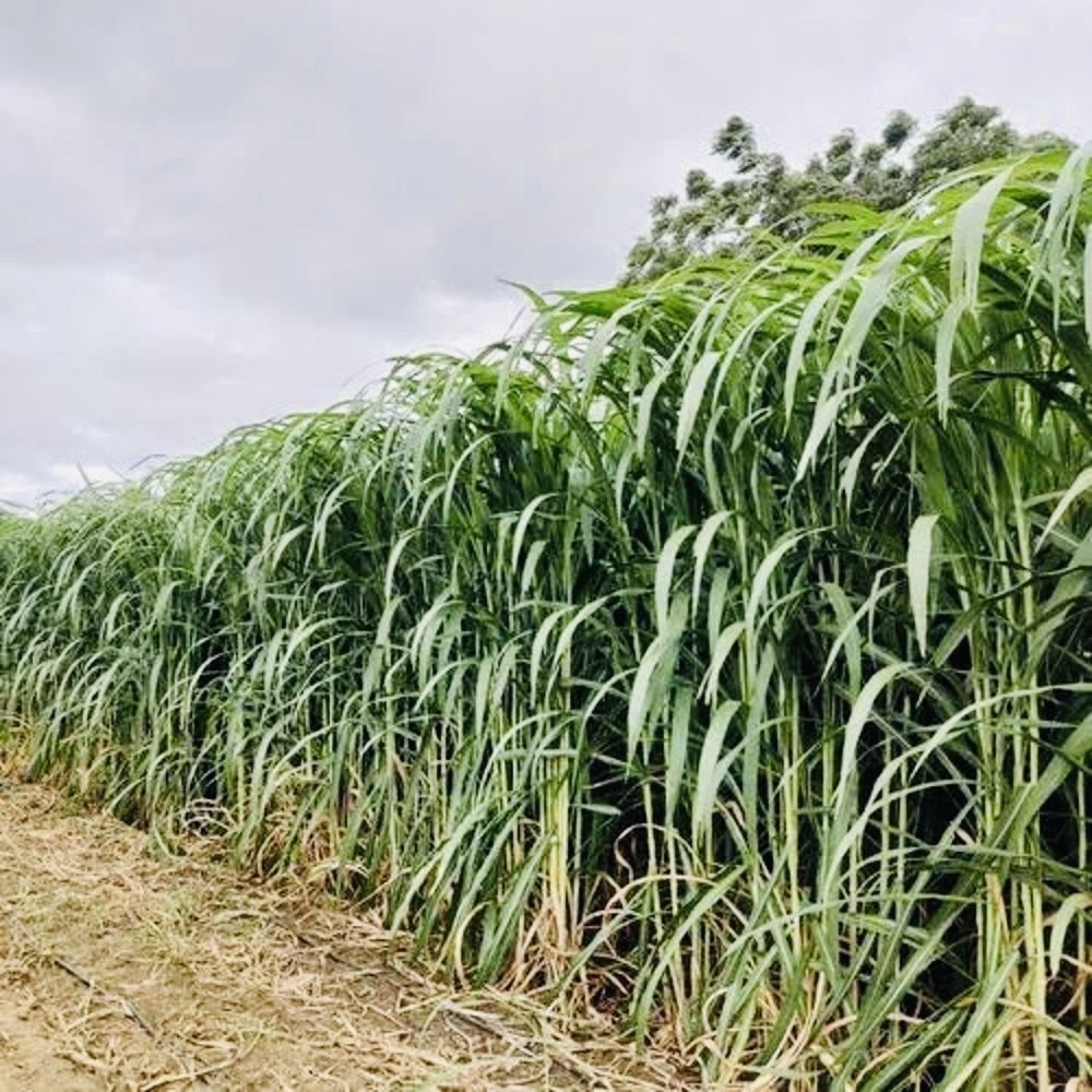 Why and how to make elephant grass silage
