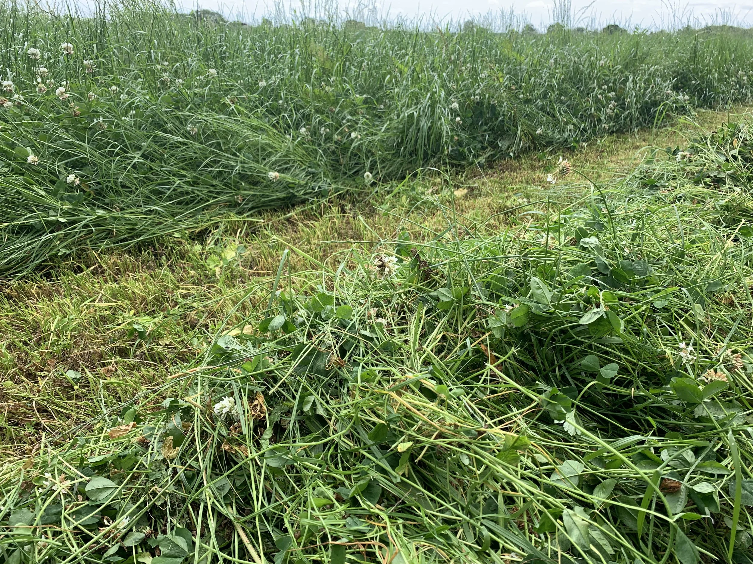 Can multispecies herbal leys make good silage? — The Silage Consultant