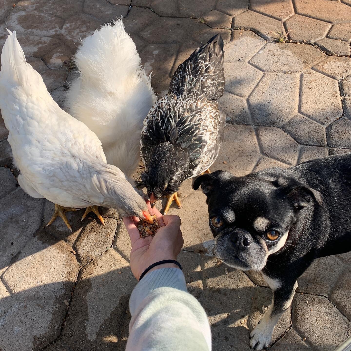 I think Lucy might be a little jealous of all the attention her new sisters are getting... what do you think🤷🏻&zwj;♀️😂? #chickenmama #backyardchickens #urbanfarmhouse