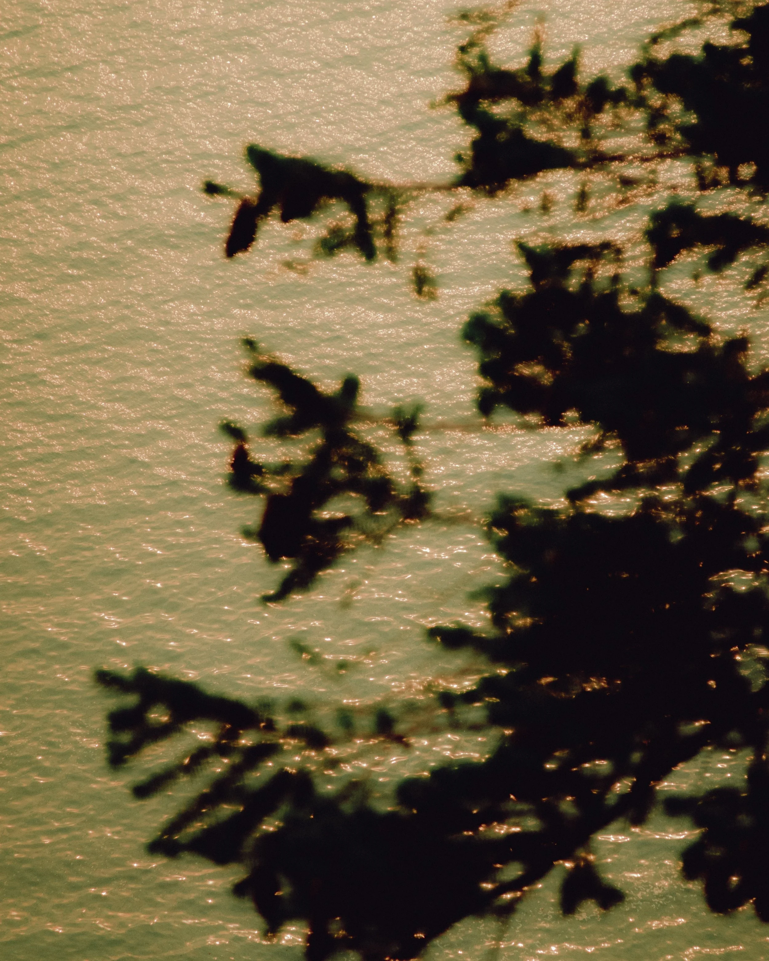 Bicycle Day, Earth Day, &amp; the Ecological Self