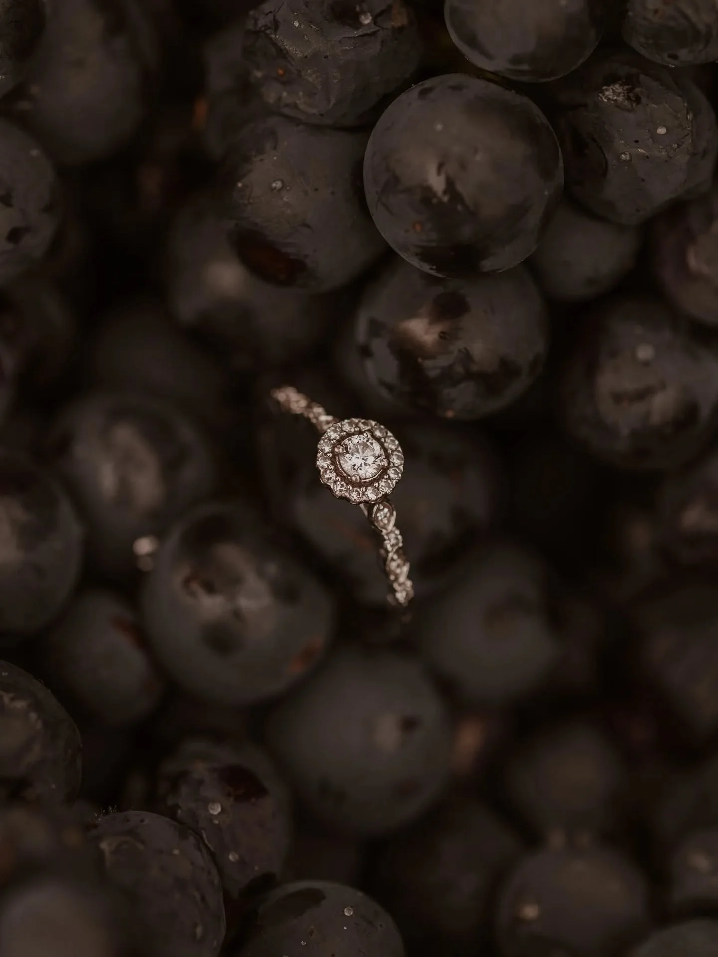 LES MONTS - Les vendanges c'est aussi &ccedil;a, des associations uniques. Mes futurs mari&eacute;s 2026, Laure &amp; Tanguy, du Domaine @domaine_cadet ont eu la chance, hier de passer devant mon objectif...🍇

C'&eacute;tait une matin&eacute;e pluvi