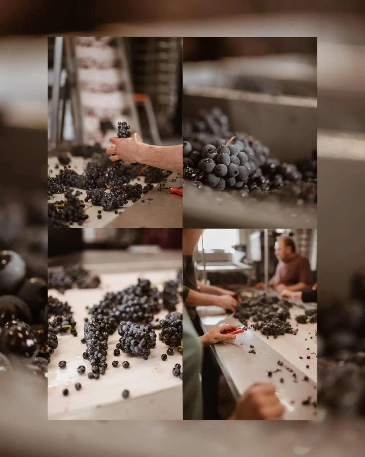 REPORTAGE PINOT NOIR 🍇

Les grappes de Pinot Noir rejoignent la cave, fra&icirc;ches et brillantes, gorg&eacute;es de soleil et de jus, les baies sont incroyables. Chaque grain raconte l&rsquo;histoire de la vigne, du travail patient et passionn&eac