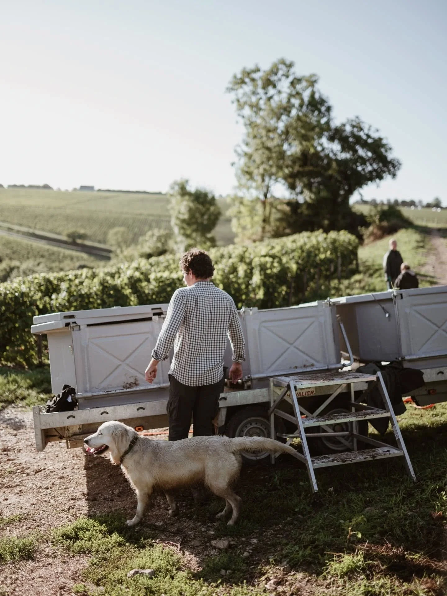 🍇J'ai pass&eacute; une magnifique matin&eacute;e pour le reportage vendanges du Domaine @clementmenetousalonsancerre dans la parcelle du Clos Saint Martin &agrave; Sancerre. Des images douces et lumineuses qui refl&egrave;tent l'ambiance po&eacute;t