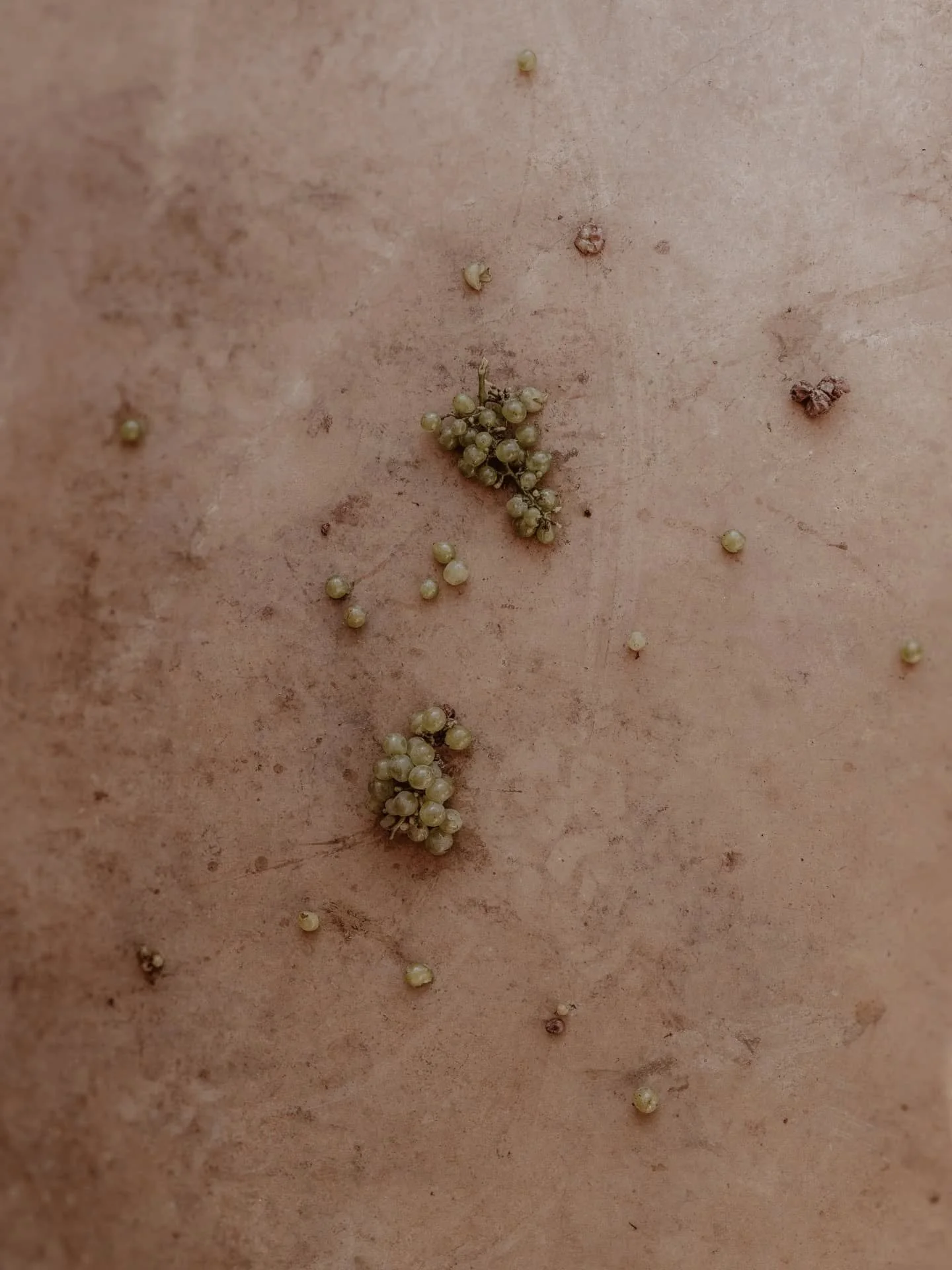 Vos reportages vendanges dans...J-7 🍇

Merci aux Domaines qui me font confiance cette ann&eacute;e pour la r&eacute;colte du mill&eacute;sime 2025🍷

J'ai h&acirc;te de vivre &ccedil;a &agrave; vos c&ocirc;t&eacute;s...📷

#photographesancerre #vend