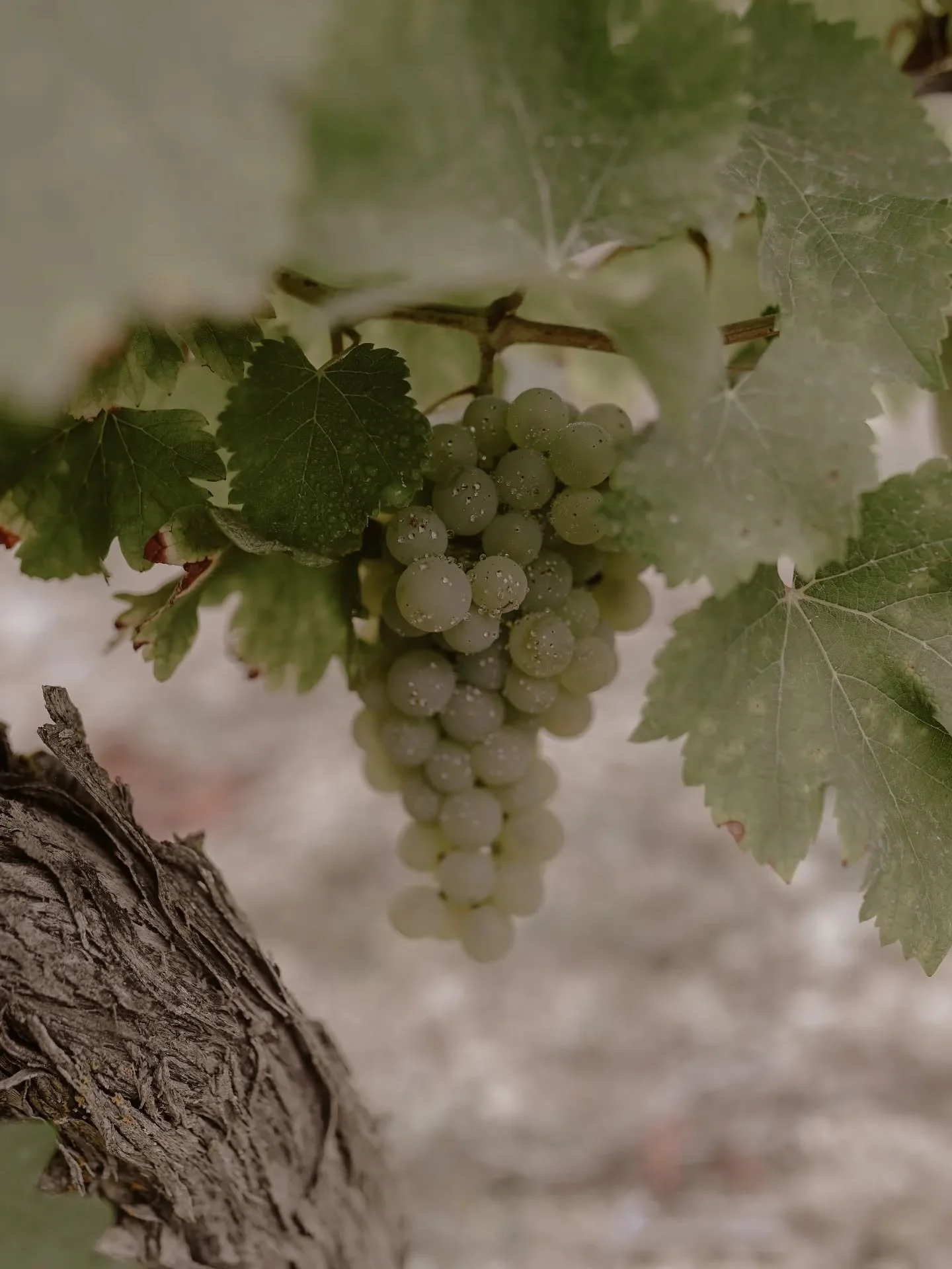 Un &eacute;clat scintillant dans la vigne...💚

#vignes #vignobles #vindesancerre #c&eacute;page #vin #sancerre #po&eacute;siev&eacute;g&eacute;tale #vindebourgogne #mill&eacute;sime2025 #shootigvigneron #vignerons #photographesancerre #pic